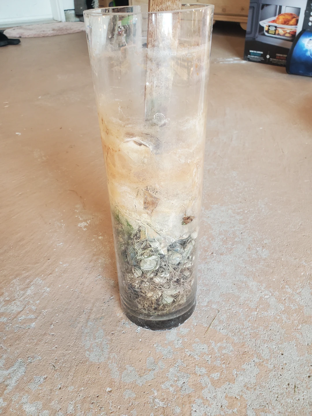 Clear Cylinder Vase with Shells and Natural Elements