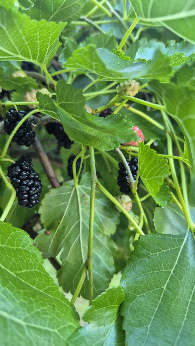 Pick up Mulberries from my tree