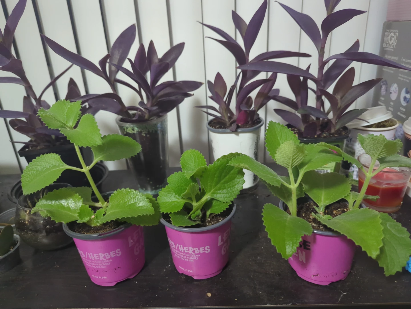 Plectranthus Amboinicus (Mexican Mint) Plant - photo 4