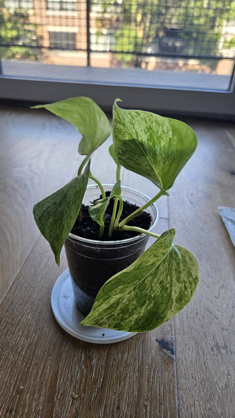 Pothos Snow Queen 6