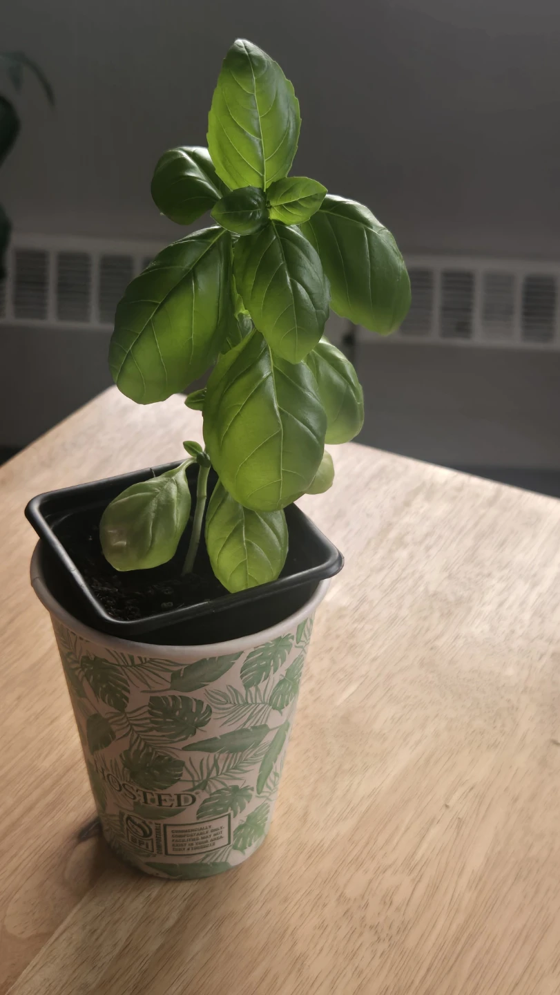 Small & healthy basil seedling! 🌿
