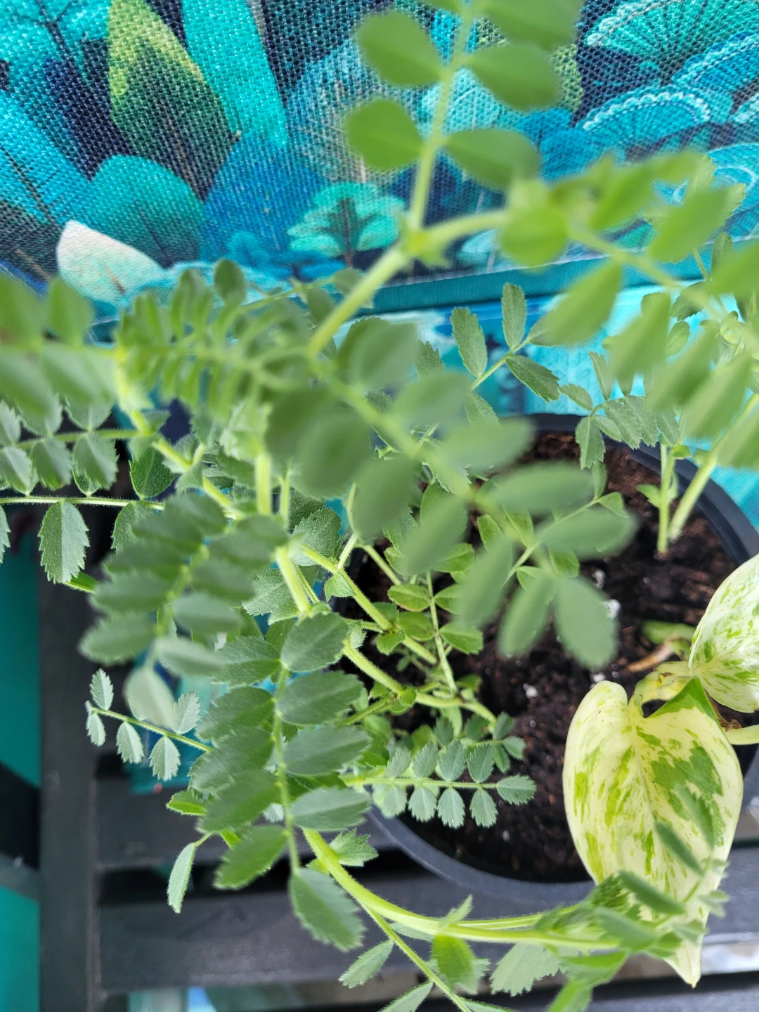 Potted Chickpea Plant and Pothos - photo 5