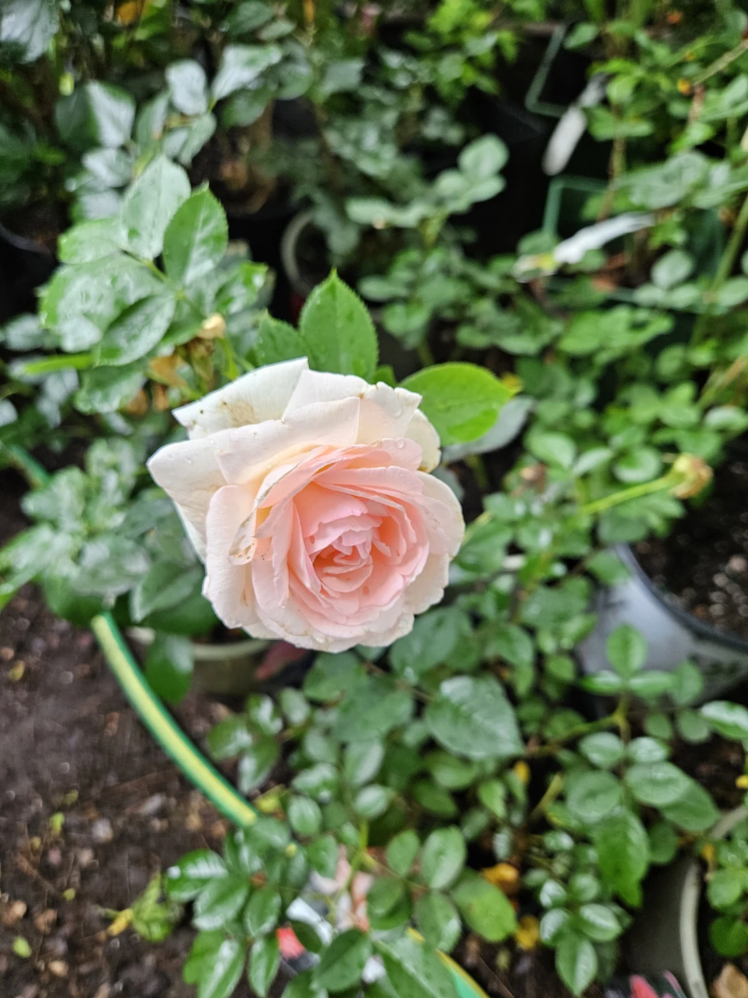 Eden Pink Rose - photo 2