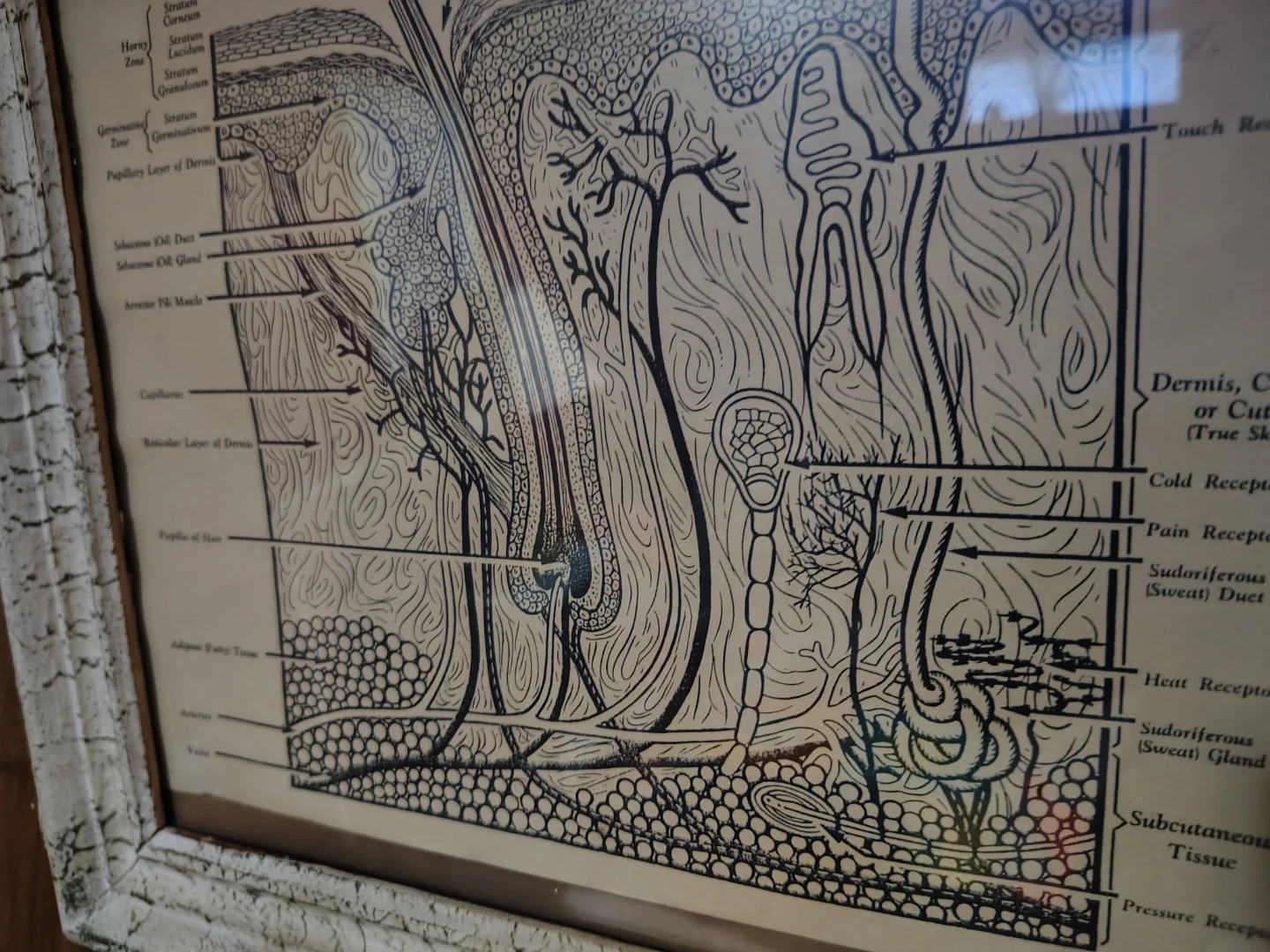 Framed Diagram of Human Skin Anatomy - photo 2