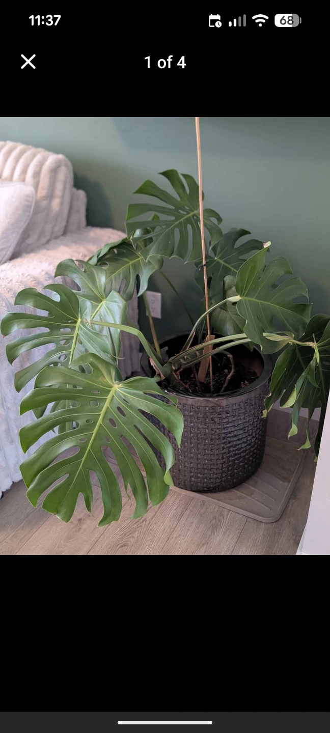 Monstera Plant (Without the pot) - photo 2