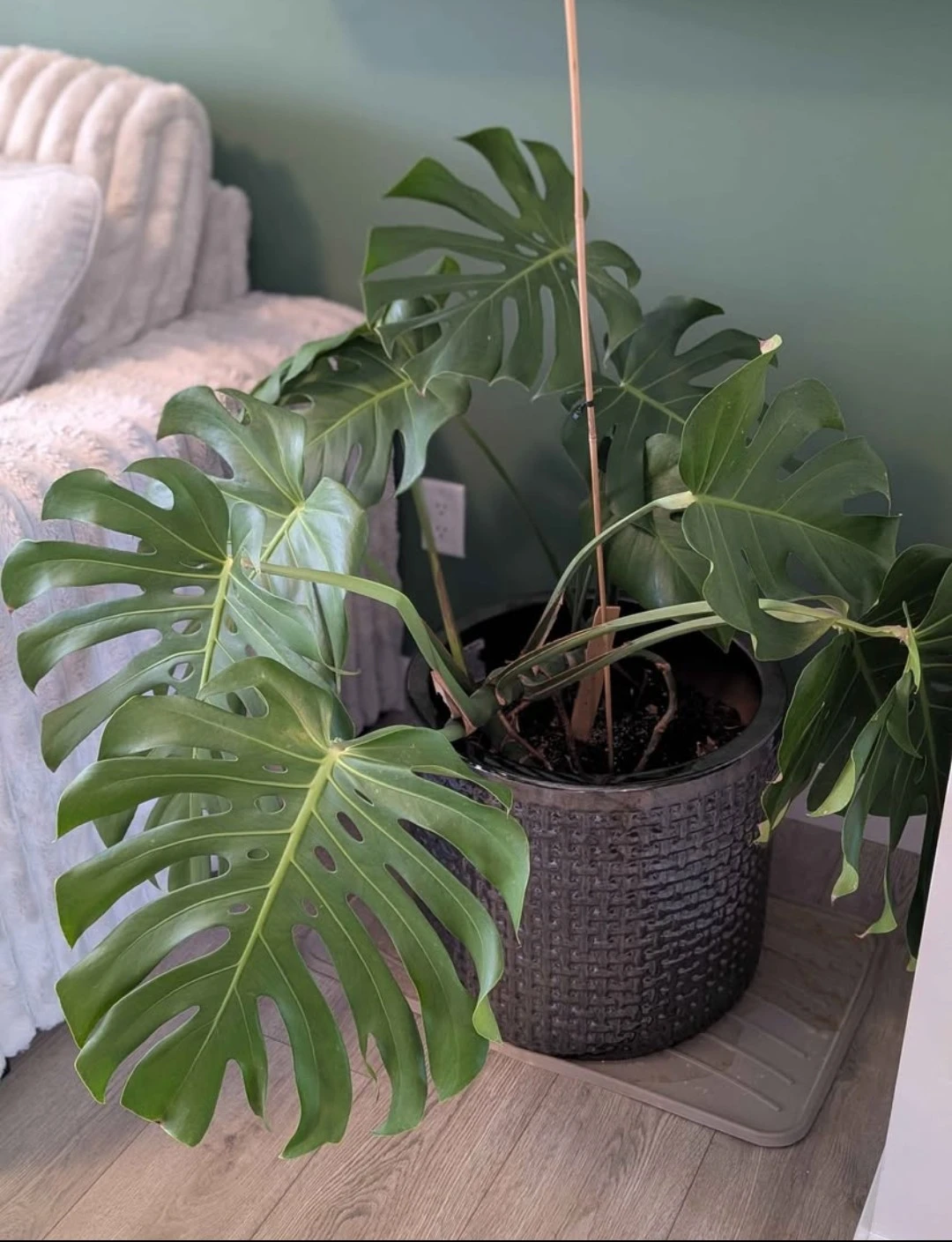 Monstera Plant (Without the pot)