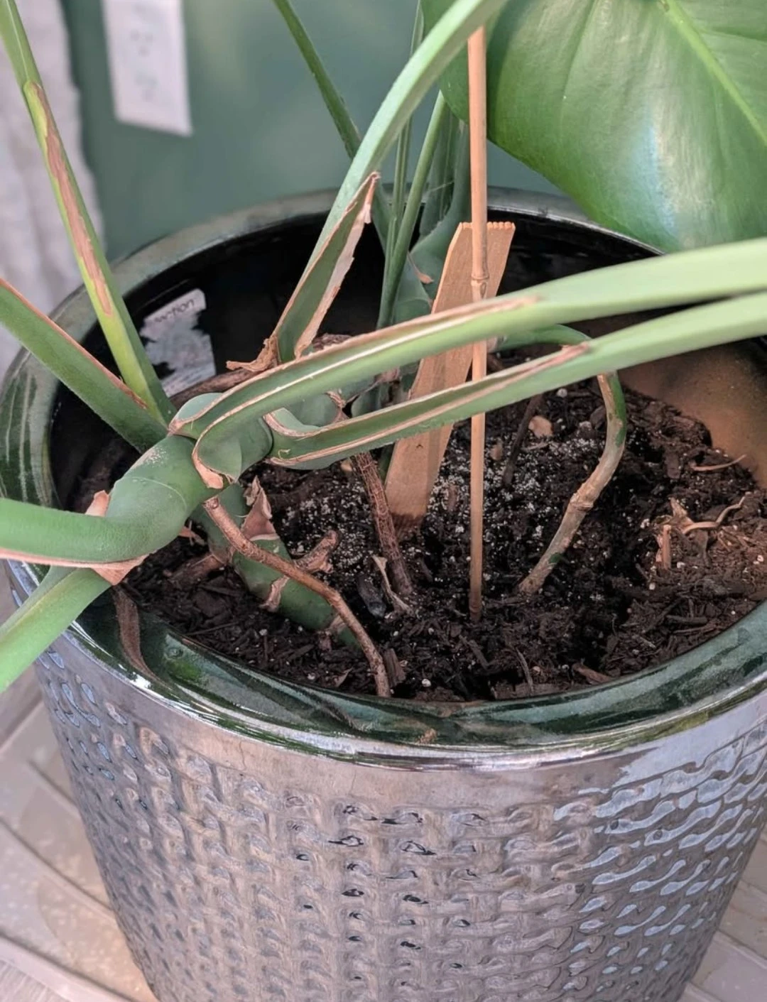 Monstera Plant (Without the pot) - photo 3