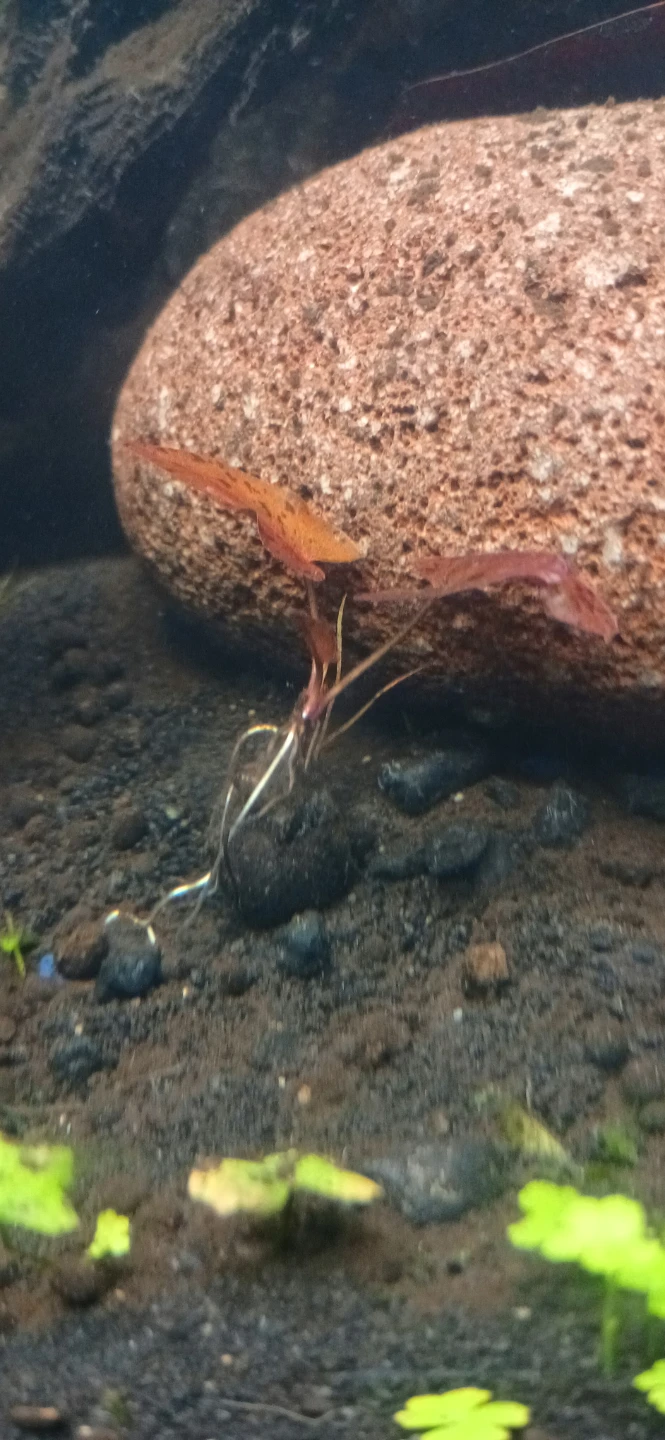 Aquatic Plant - Tiger lotus (NO BULB)