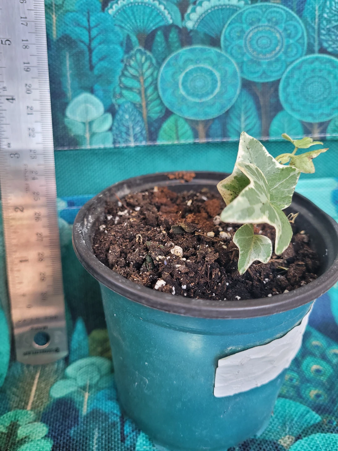 Variegated English Ivy Plant