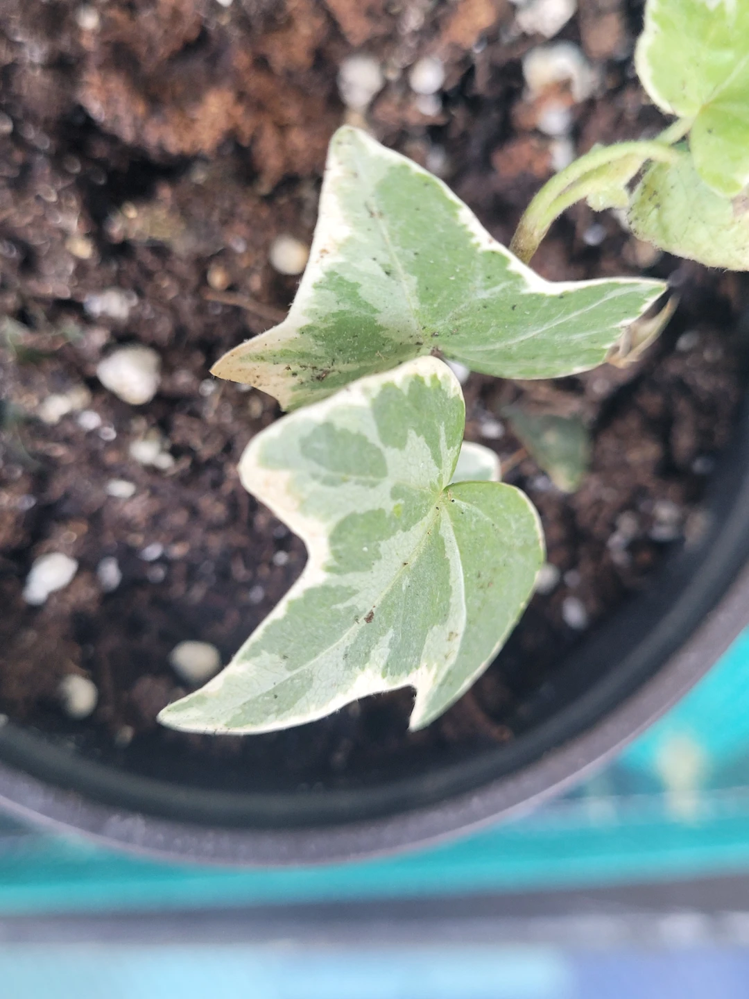 Variegated English Ivy Plant - photo 2