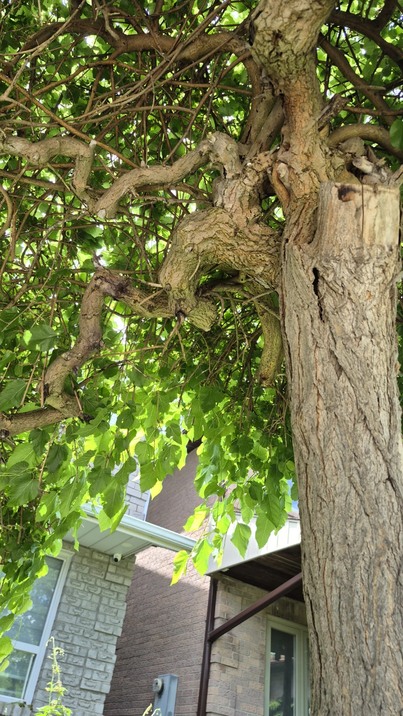 Pick up Mulberries from my tree - photo 2