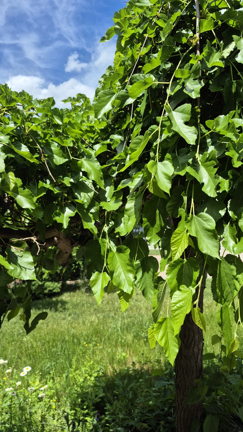 Pick up Mulberries from my tree - photo 3