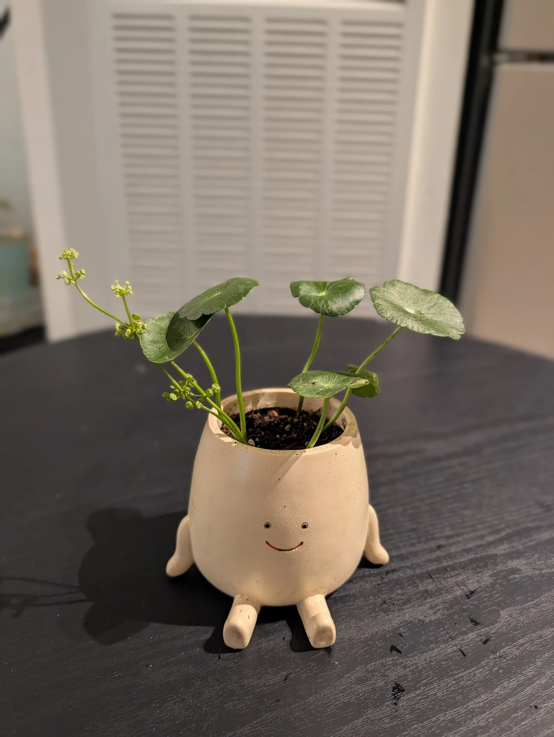 Pickup today - Assorted Potted Plants - Please offer and pick - photo 4