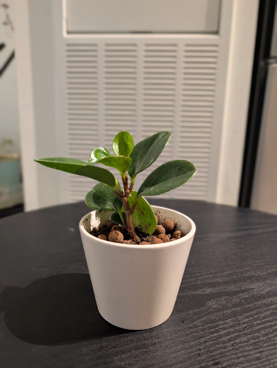 Pickup today - Assorted Potted Plants - Please offer and pick - photo 5