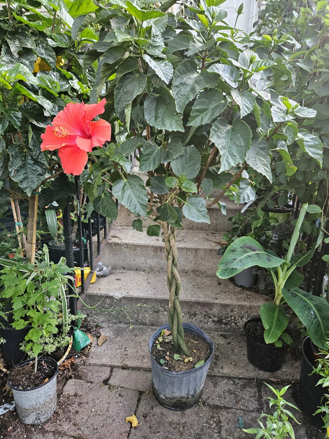 Braided Hibiscus Tree Plant