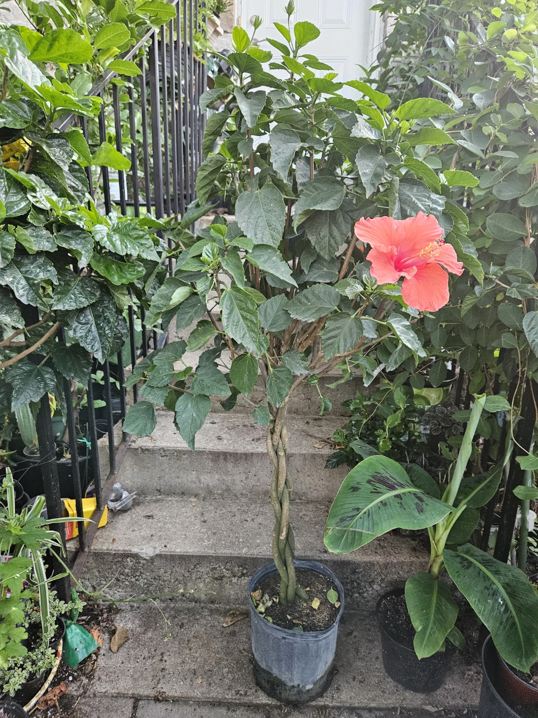 Braided Hibiscus Tree Plant - photo 4