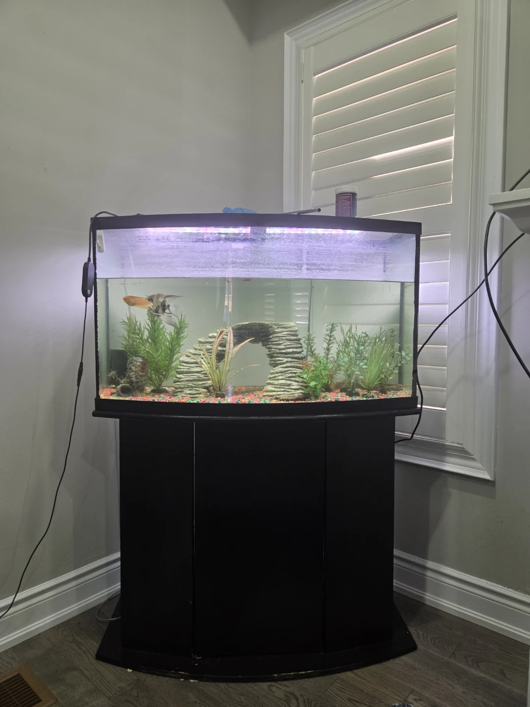 Curved Front Aquarium with Stand