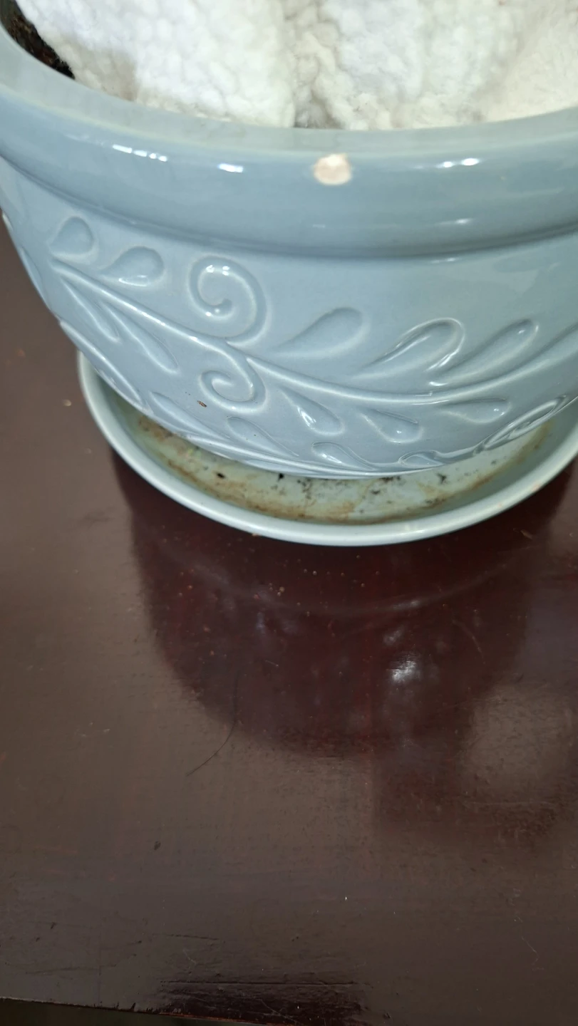 Light Blue Embossed Planter with Saucer - photo 2