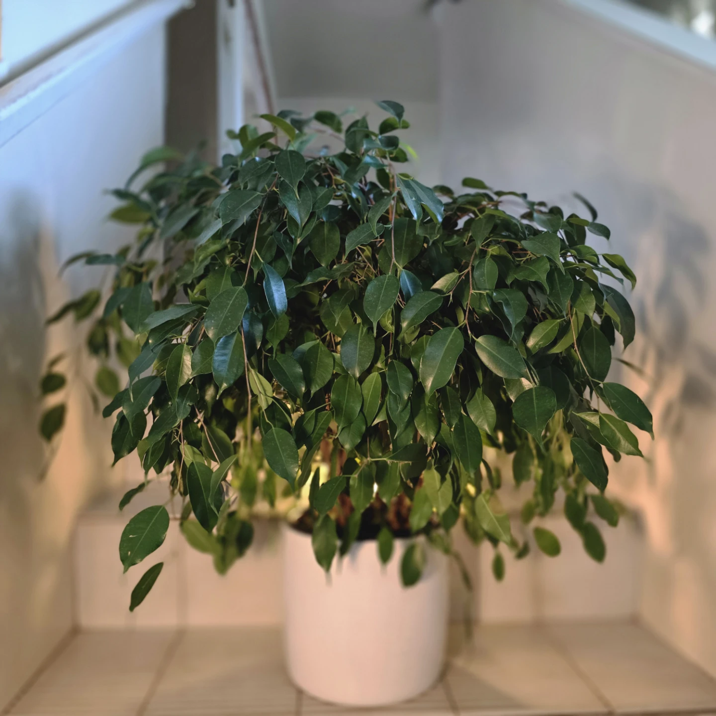 Ficus Benjamina (Weeping Fig Tree) | 2.4' Real Houseplant - photo 2