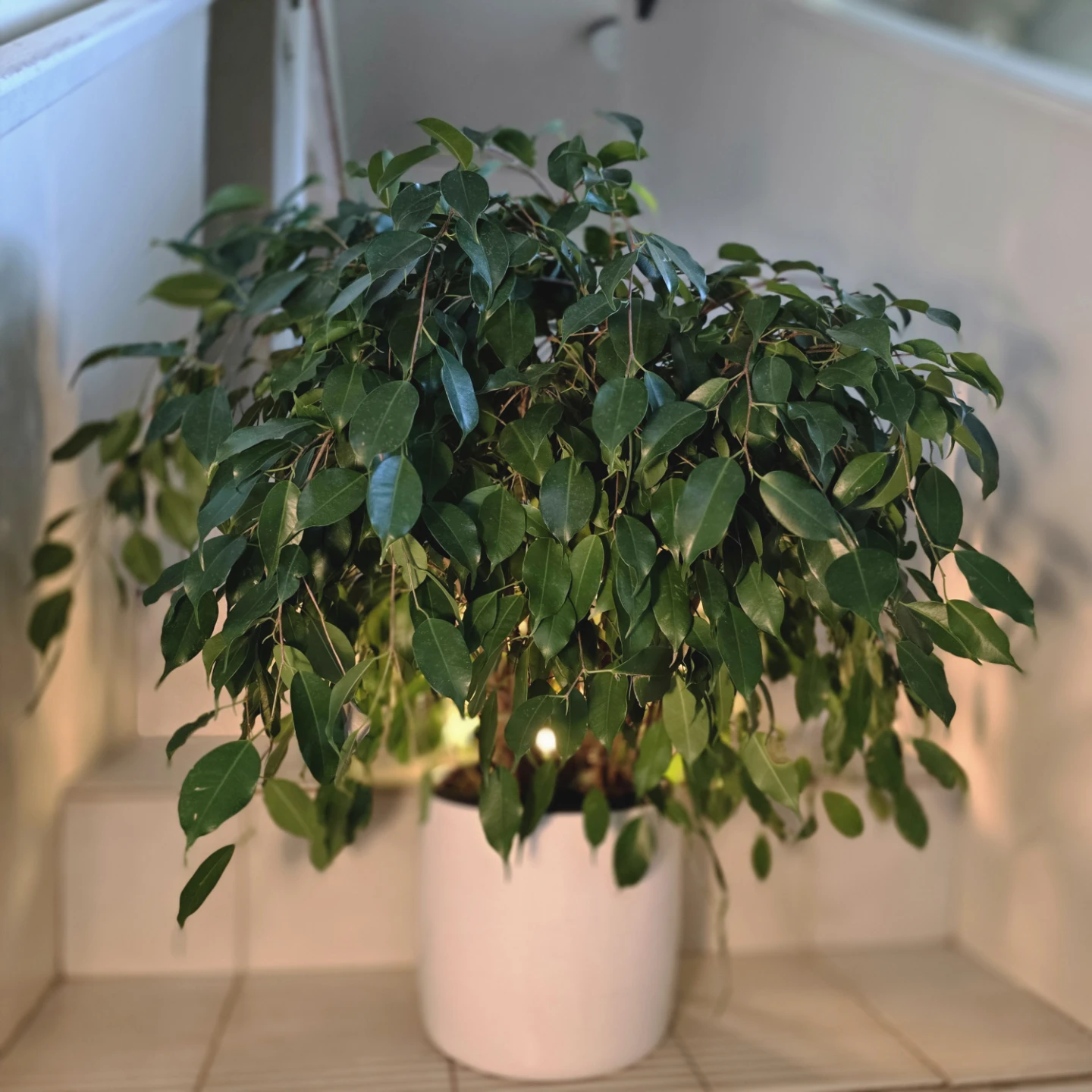 Ficus Benjamina (Weeping Fig Tree) | 2.4' Real Houseplant - photo 3