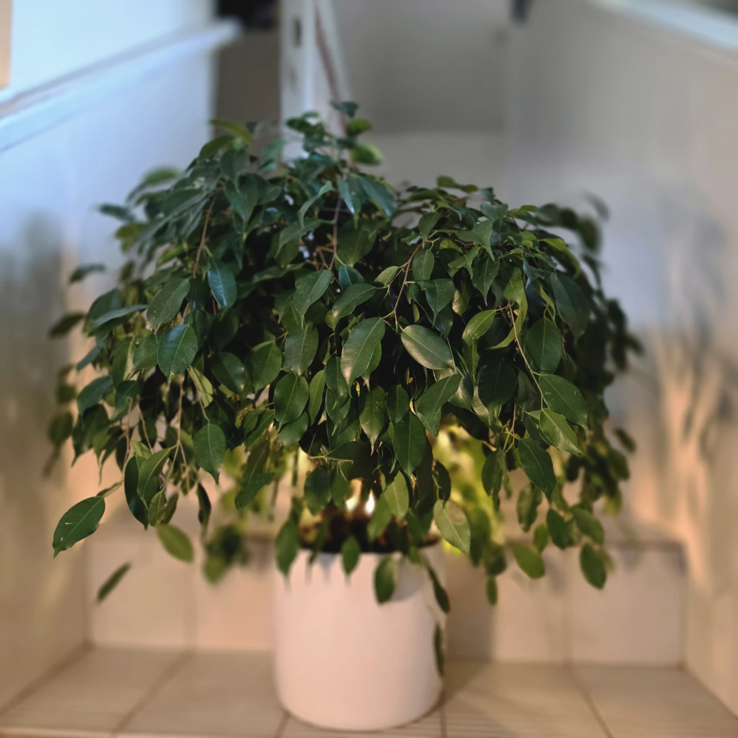 Ficus Benjamina (Weeping Fig Tree) | 2.4' Real Houseplant - photo 4