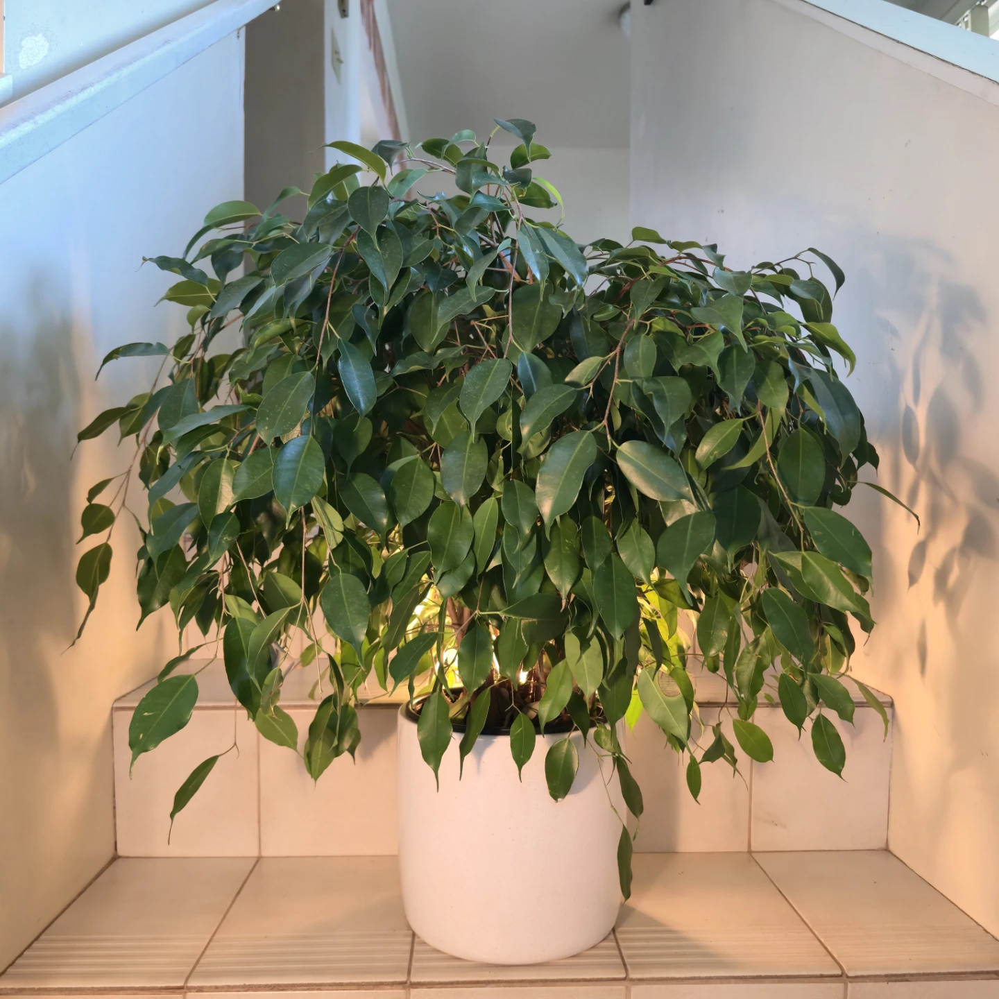 Ficus Benjamina (Weeping Fig Tree) | 2.4' Real Houseplant - photo 5