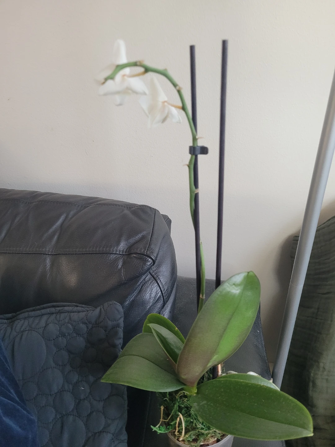 White Orchid Plant
