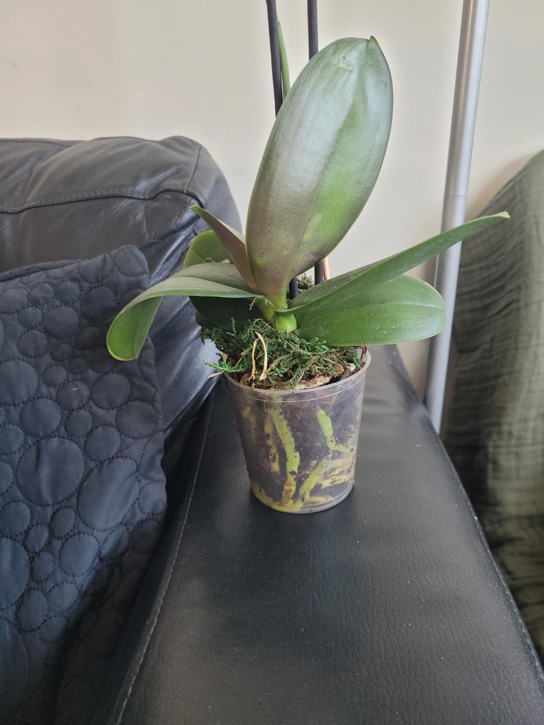 White Orchid Plant - photo 2