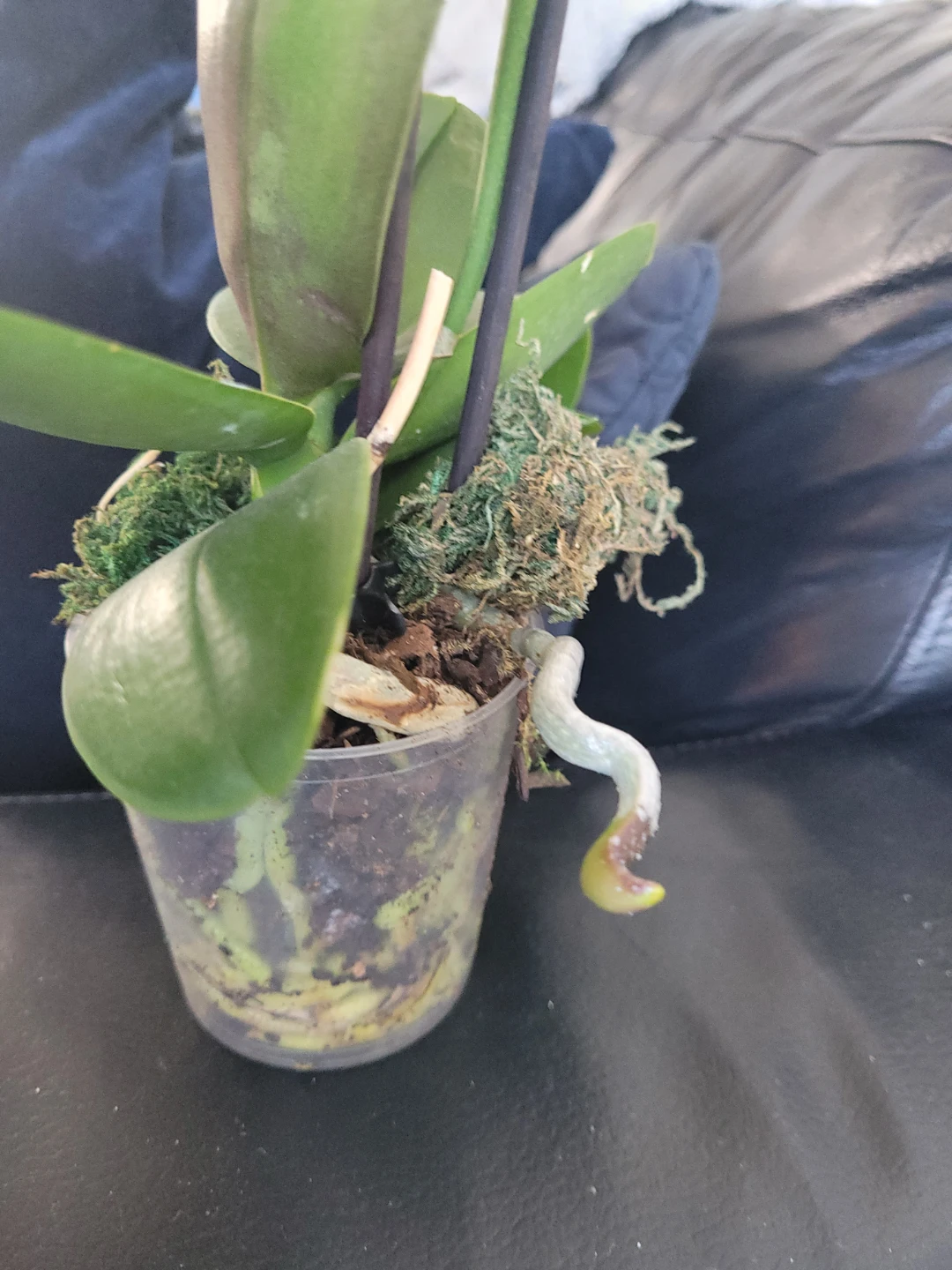 White Orchid Plant - photo 3