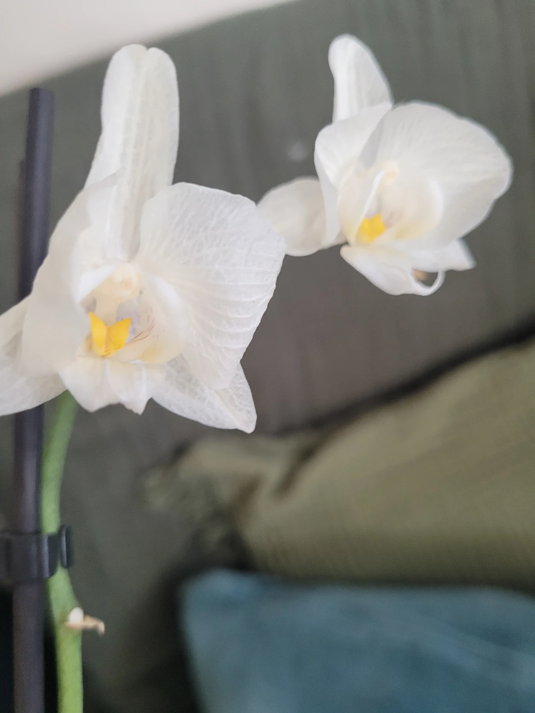 White Orchid Plant - photo 4