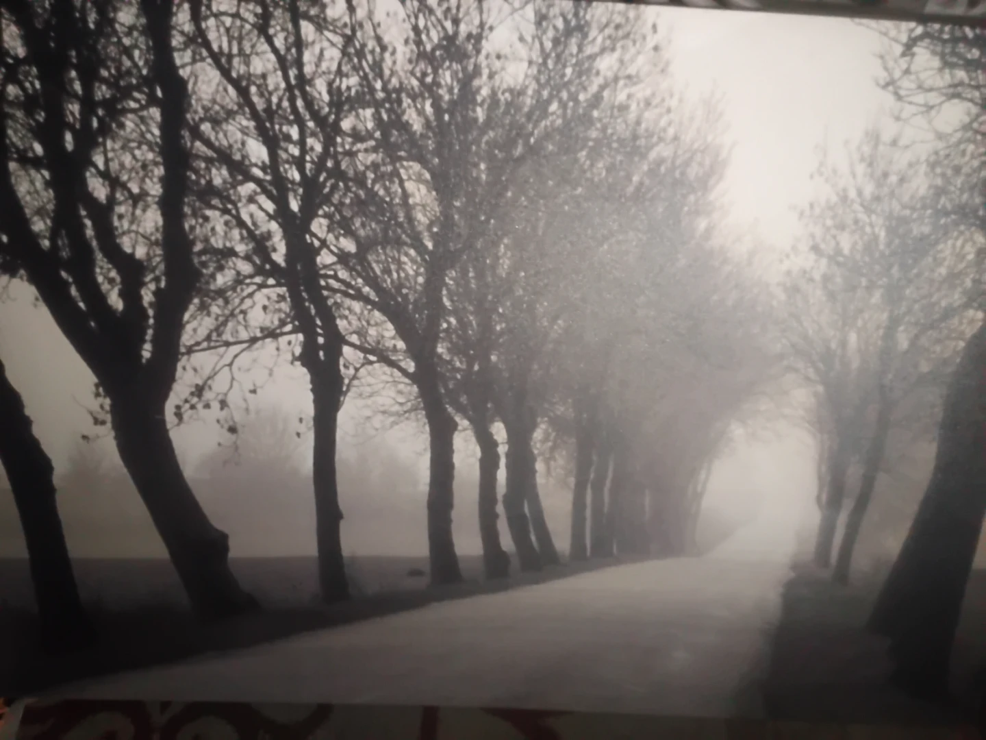 Black and White Tree Lined Road Wall Art