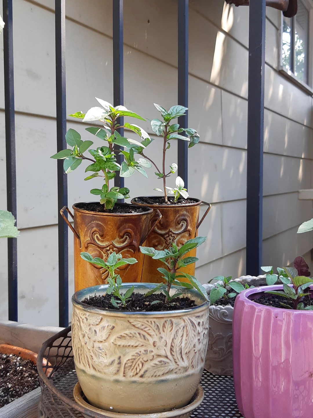 Basil plants - photo 3