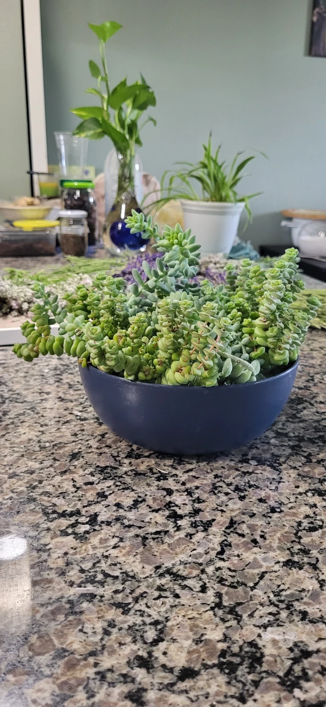 Crassula marinela  & Burro's Tails