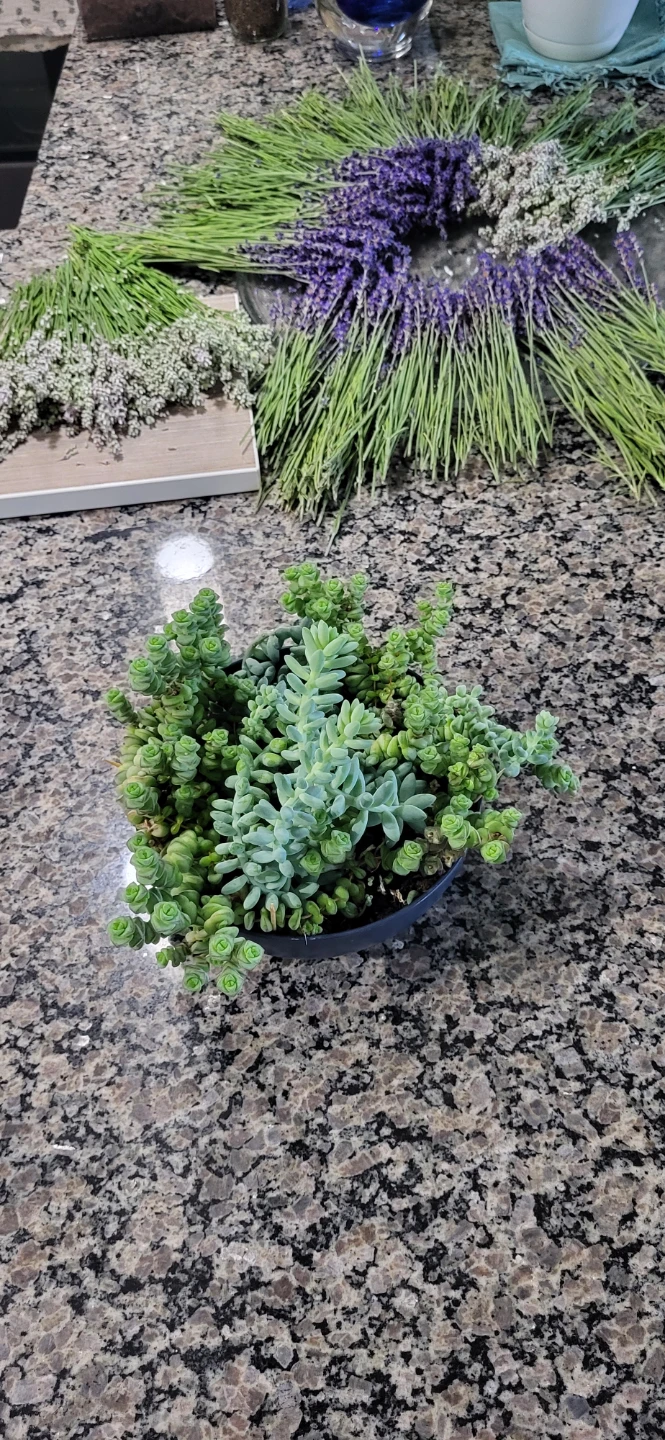 Crassula marinela  & Burro's Tails - photo 5
