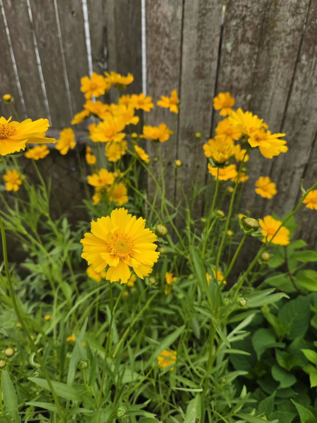 Perennial Plants in 1-Gallon Pot $10 - photo 2