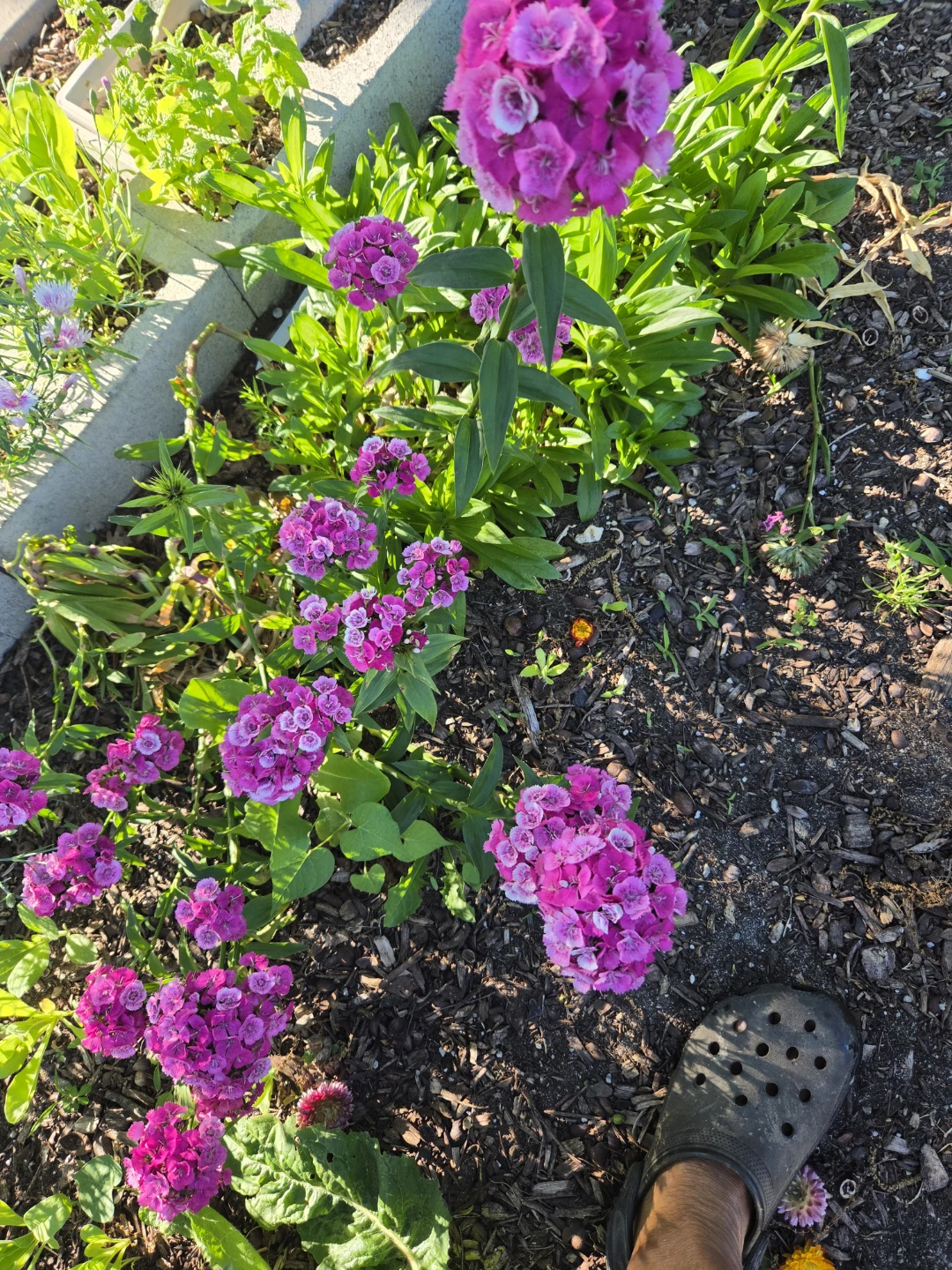 Perennial Plants in 1-Gallon Pot $10 - photo 3