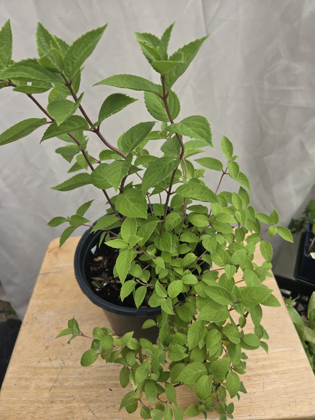 Perennial Plants in 1-Gallon Pot $10 - photo 4