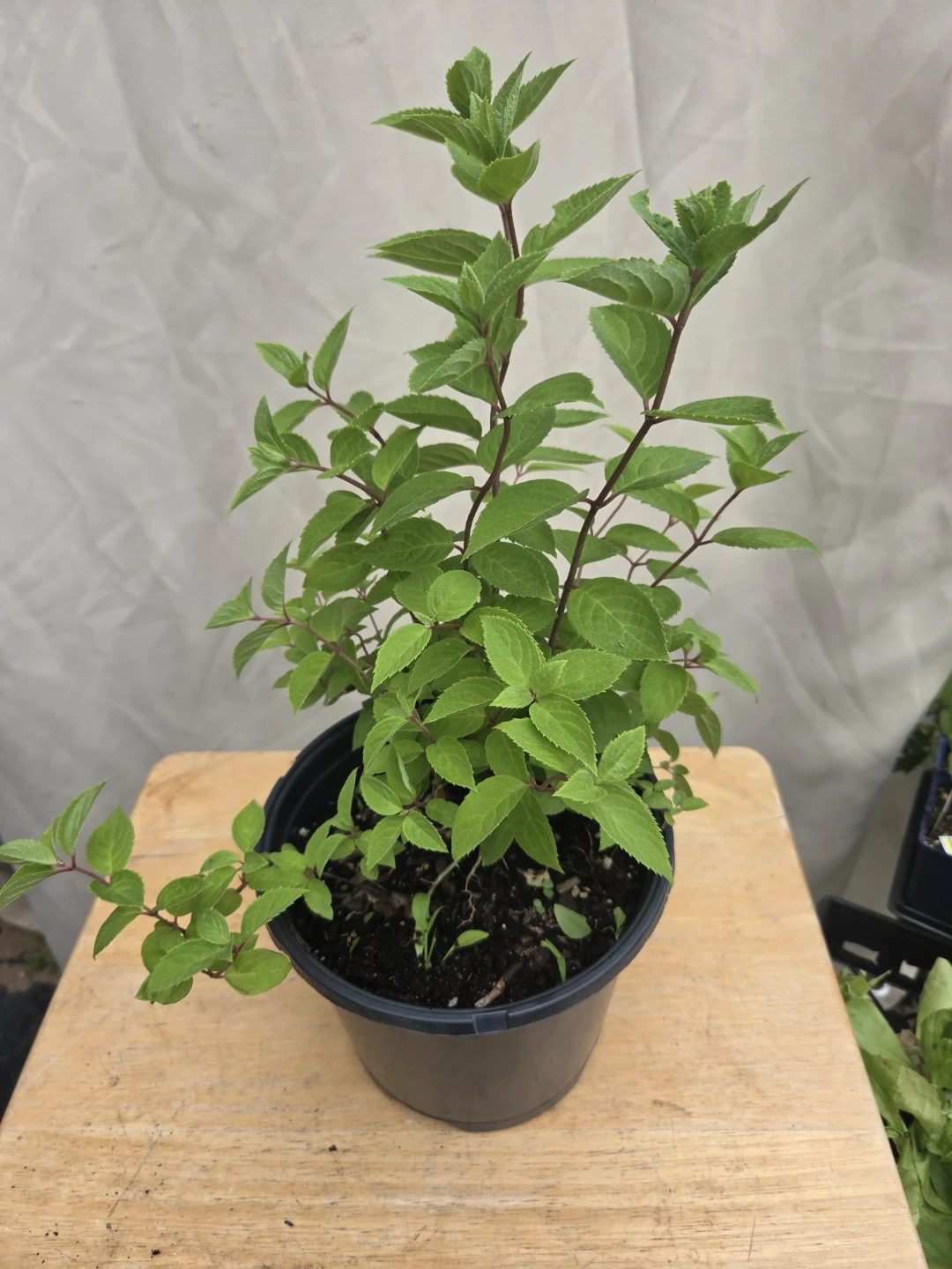 Perennial Plants in 1-Gallon Pot $10 - photo 5