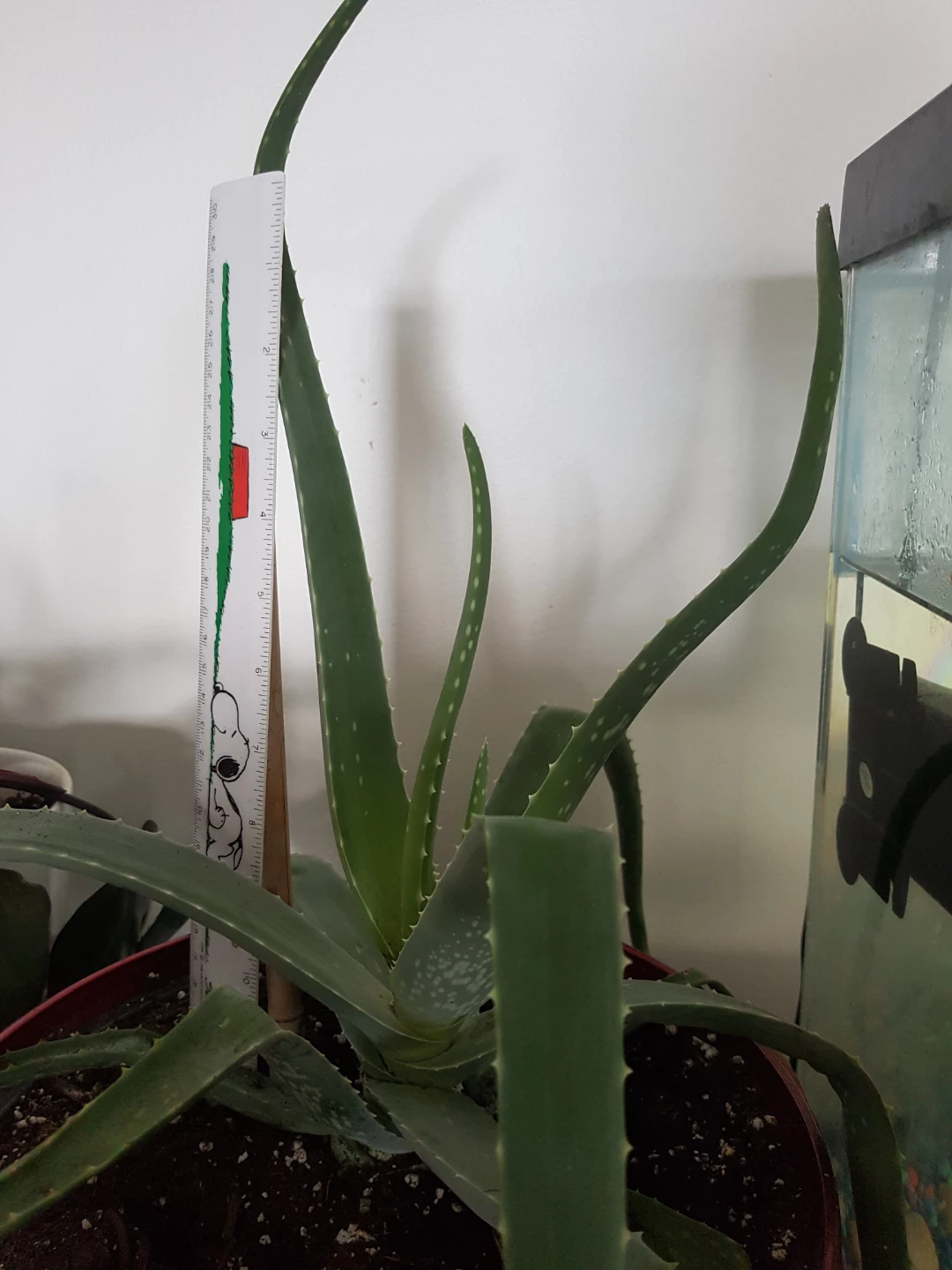 Aloe Vera Plant in slightly big Red Pot - photo 4