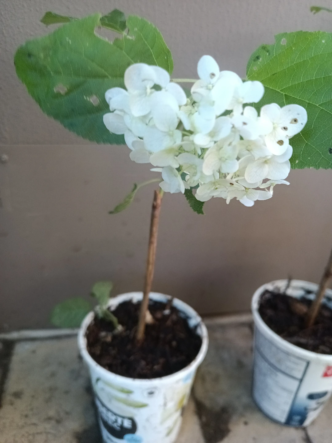 Hydrangea annebele