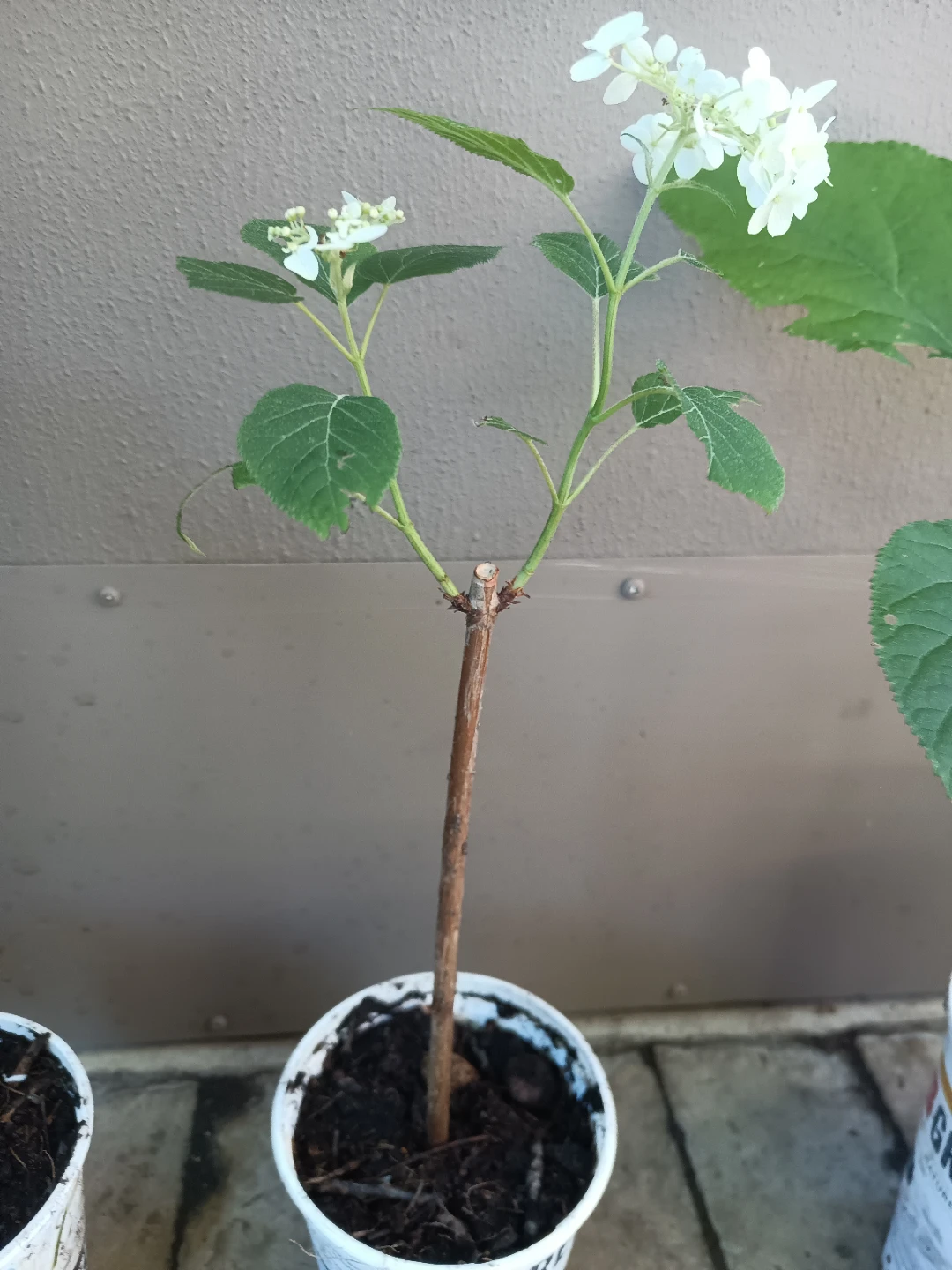 Hydrangea annebele - photo 2