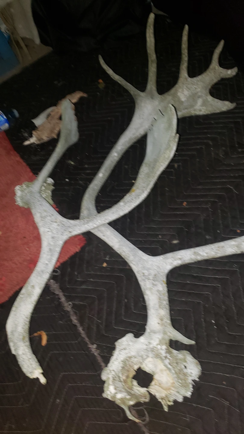 Antlers for sale - photo 3