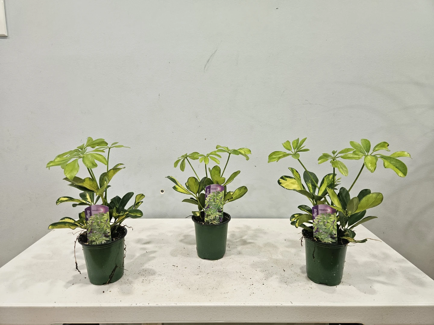 Assorted indoor Tropical Plants ( $5 each or 3 for $13,) - photo 2
