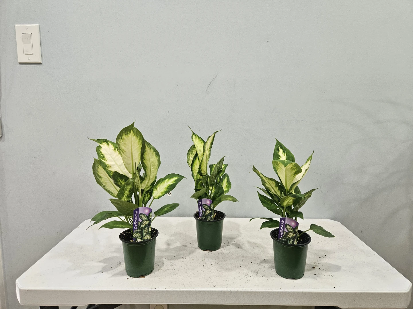 Assorted indoor Tropical Plants ( $5 each or 3 for $13,) - photo 3