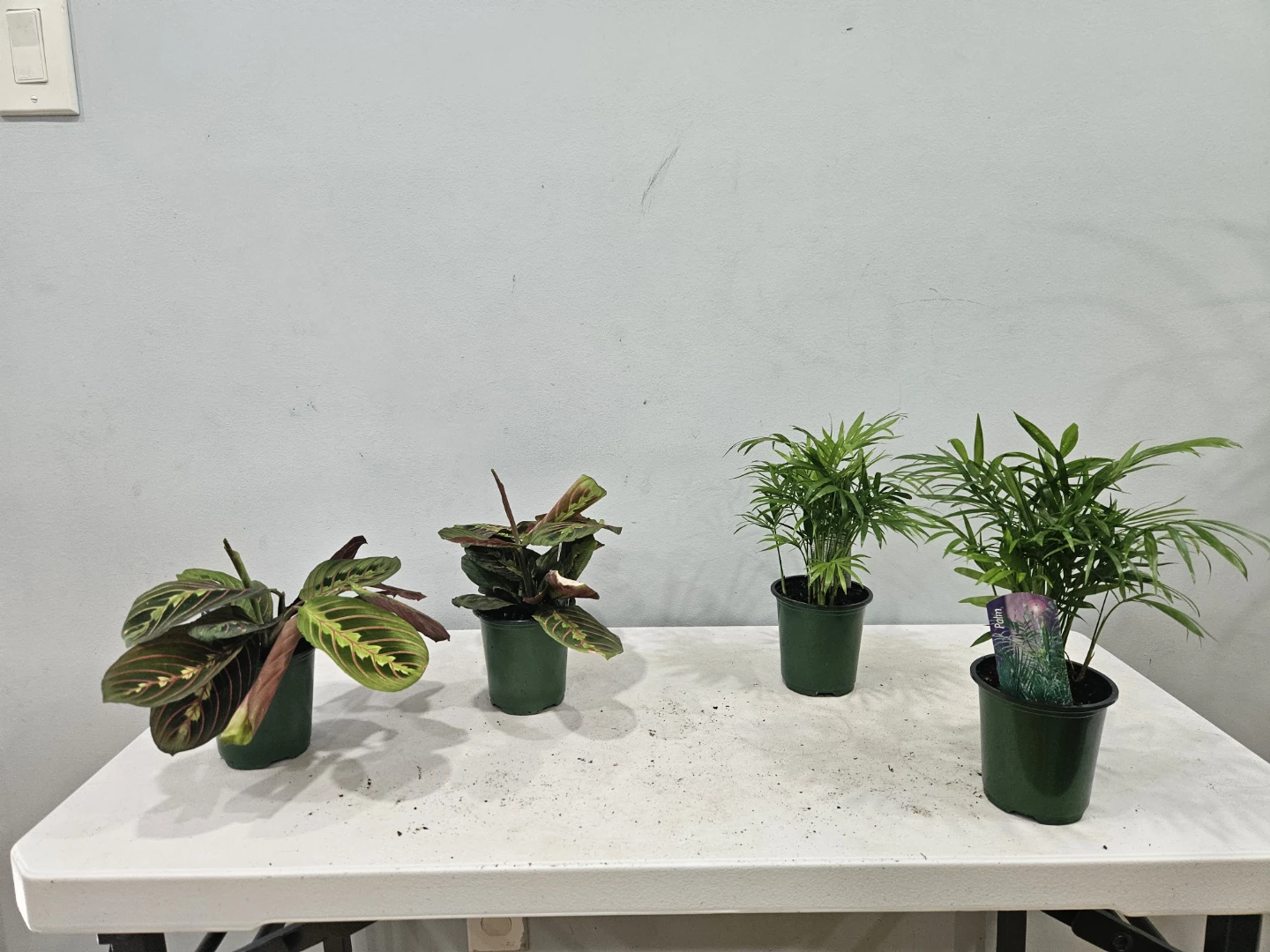 Assorted indoor Tropical Plants ( $5 each or 3 for $13,) - photo 4