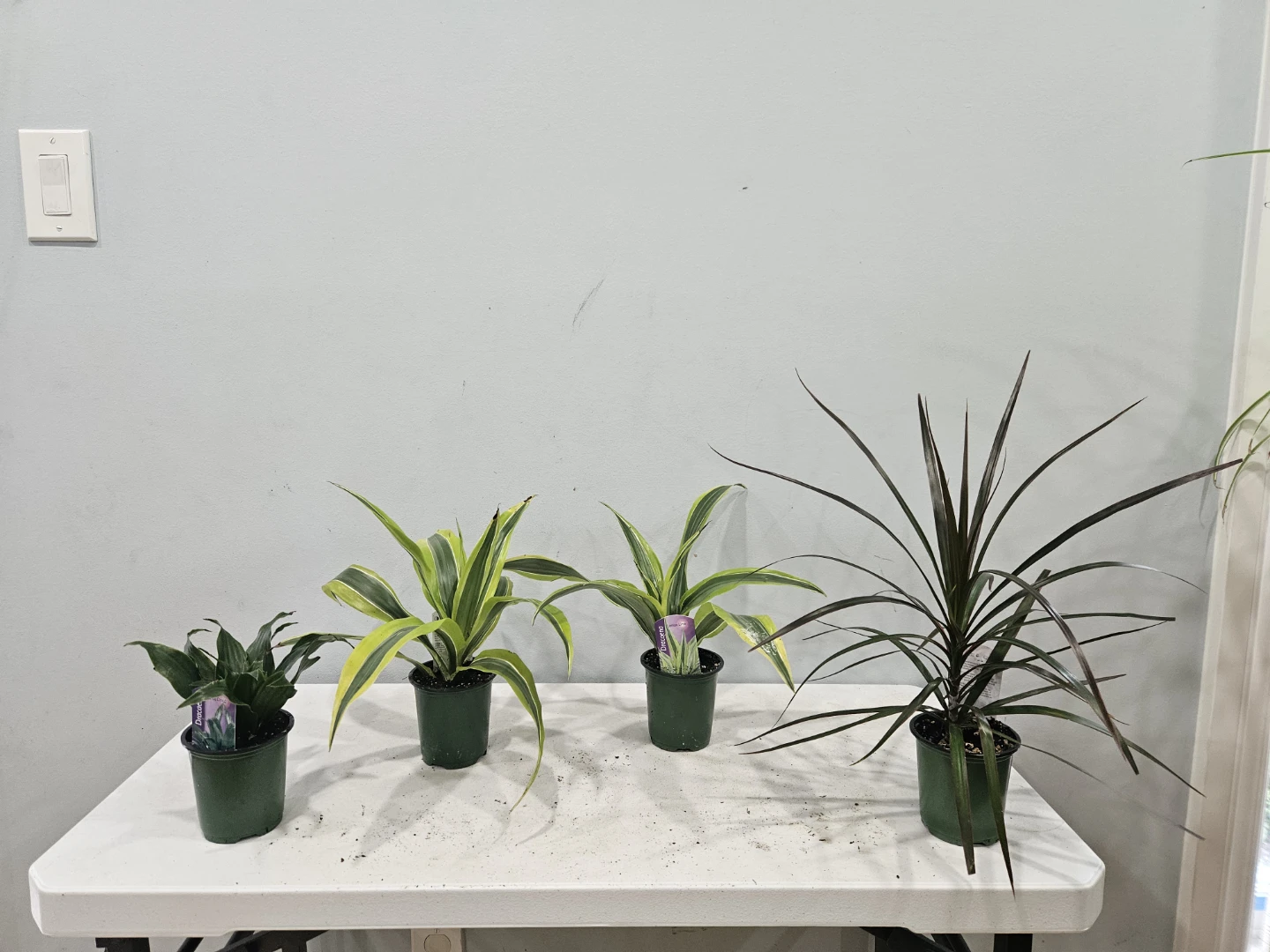 Assorted indoor Tropical Plants ( $5 each or 3 for $13,) - photo 5