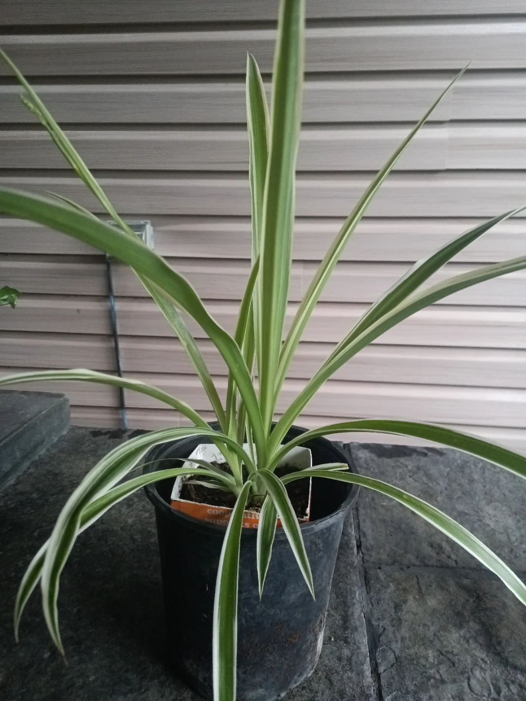 Spider Plant - photo 2