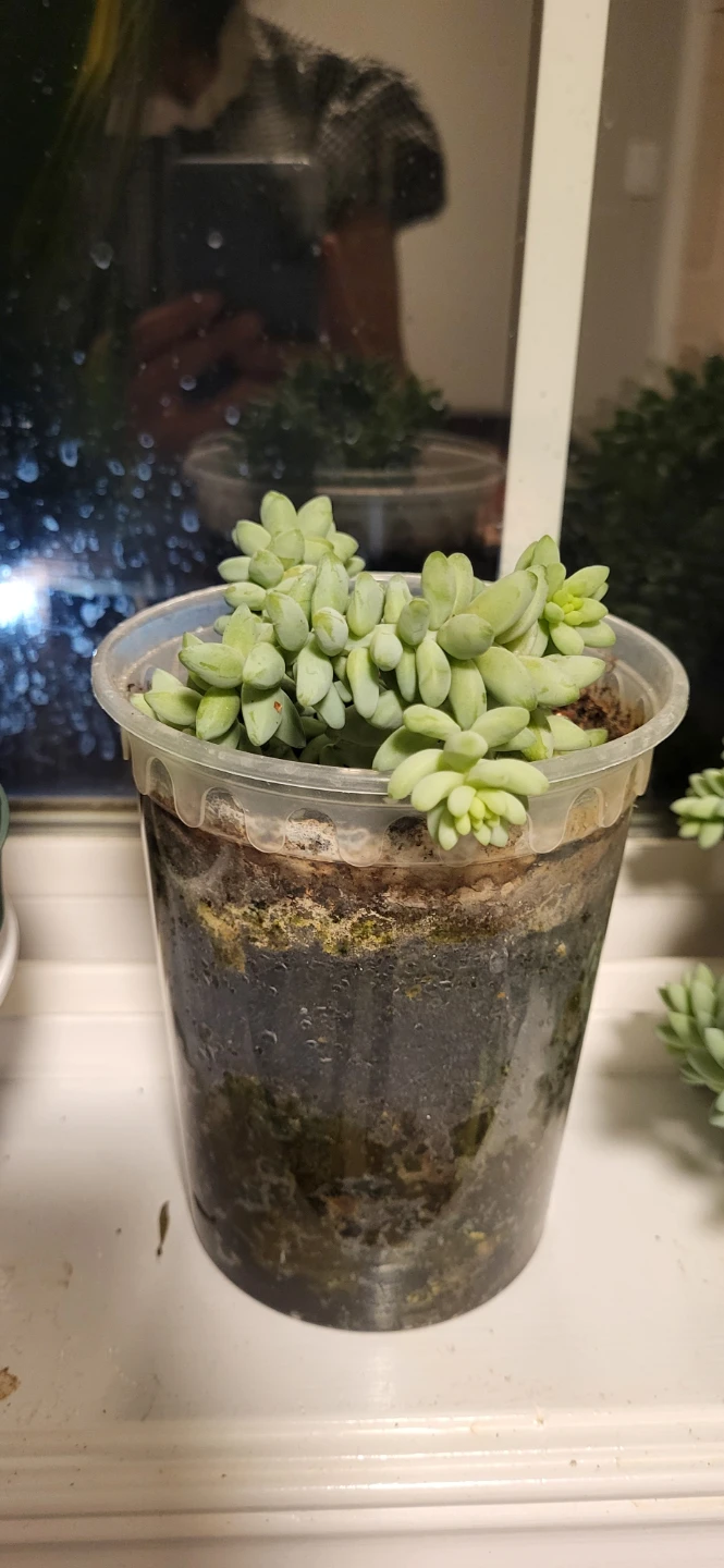 Burro's Tails in plastic pot