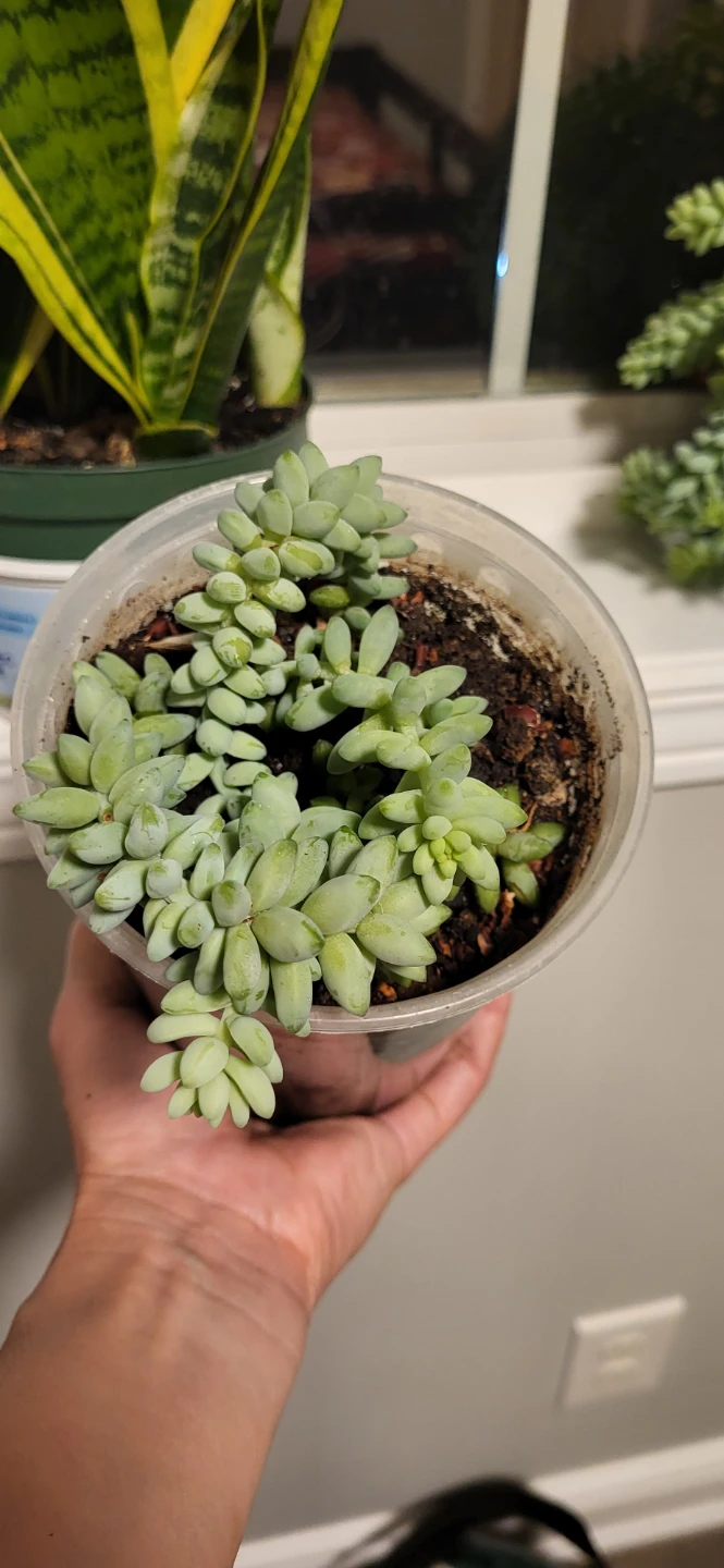 Burro's Tails in plastic pot - photo 4