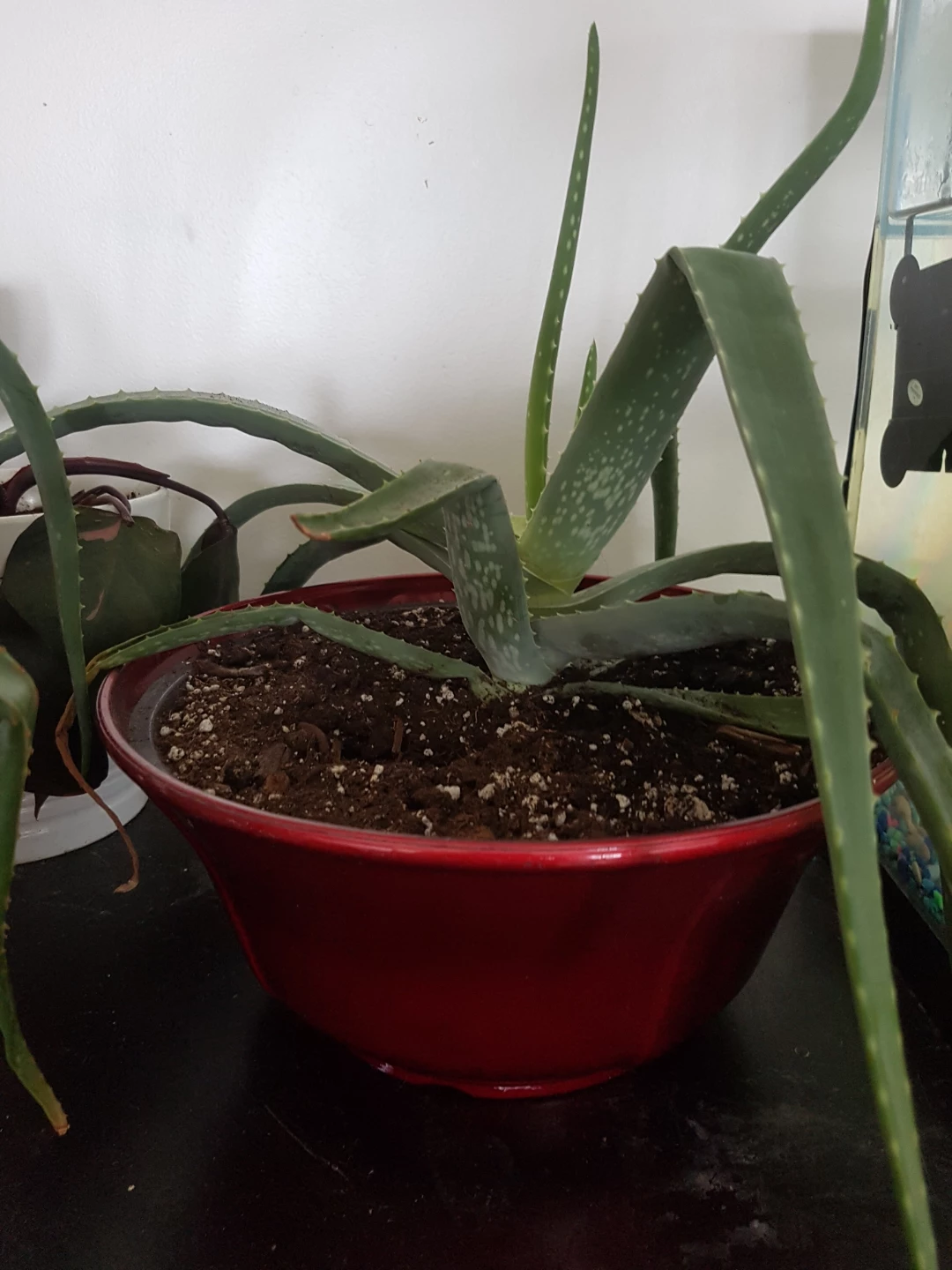 Aloe Vera Plant in slightly big Red Pot - photo 3